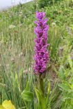 Dactylorhiza incarnata. Верхушка цветущего растения. Республика Северная Осетия-Алания, Алагирский р-н, Большой Кавказ, Скалистый хребет, южный склон в р-не Ходского перевала, субальпийский пояс, ≈ 1930 м н.у.м., сырой луг в пойме ручья. 01.07.2021.