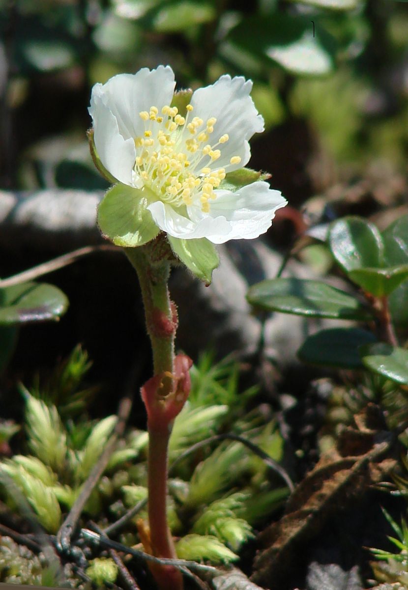 Image of Rubus chamaemorus specimen.