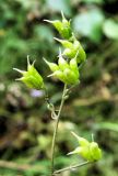 Aconitum consanguineum