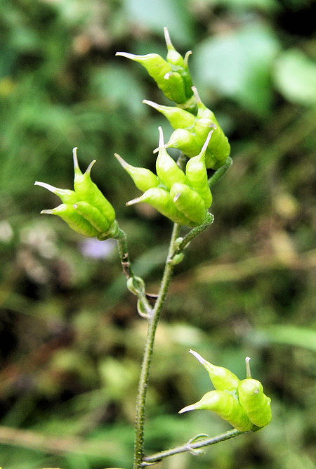 Image of Aconitum consanguineum specimen.