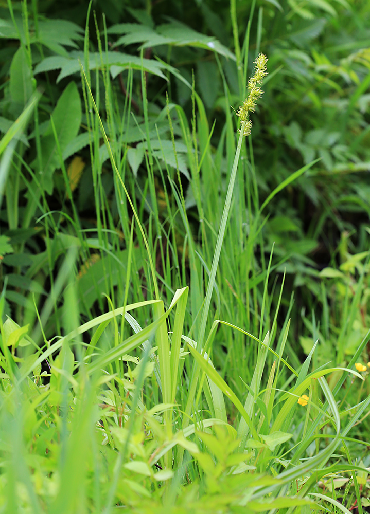 Изображение особи Carex stipata.