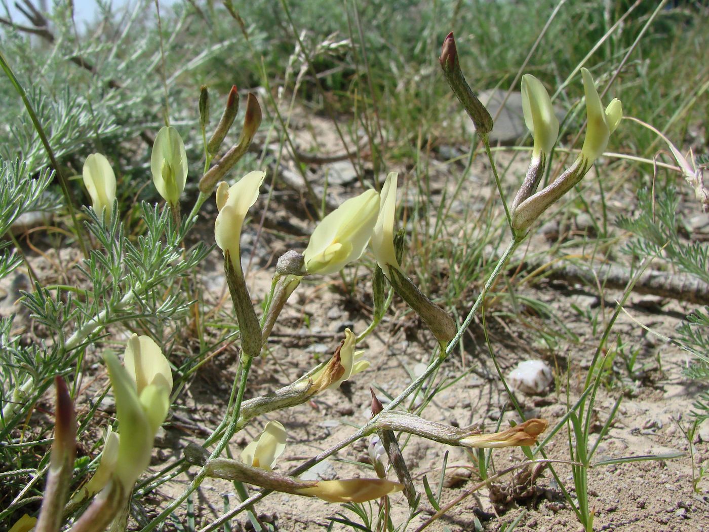 Изображение особи Astragalus maverranagri.