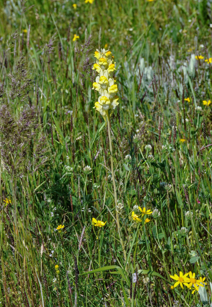 Image of Linaria macroura specimen.