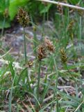 род Carex
