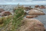 Phragmites australis. Плодоносящие растения среди подтопленных валунов. Ленинградская обл., Кингисеппский р-н, окр. дер. Урмизно, мыс Дубовский, берег Финского залива. 22.08.2021.