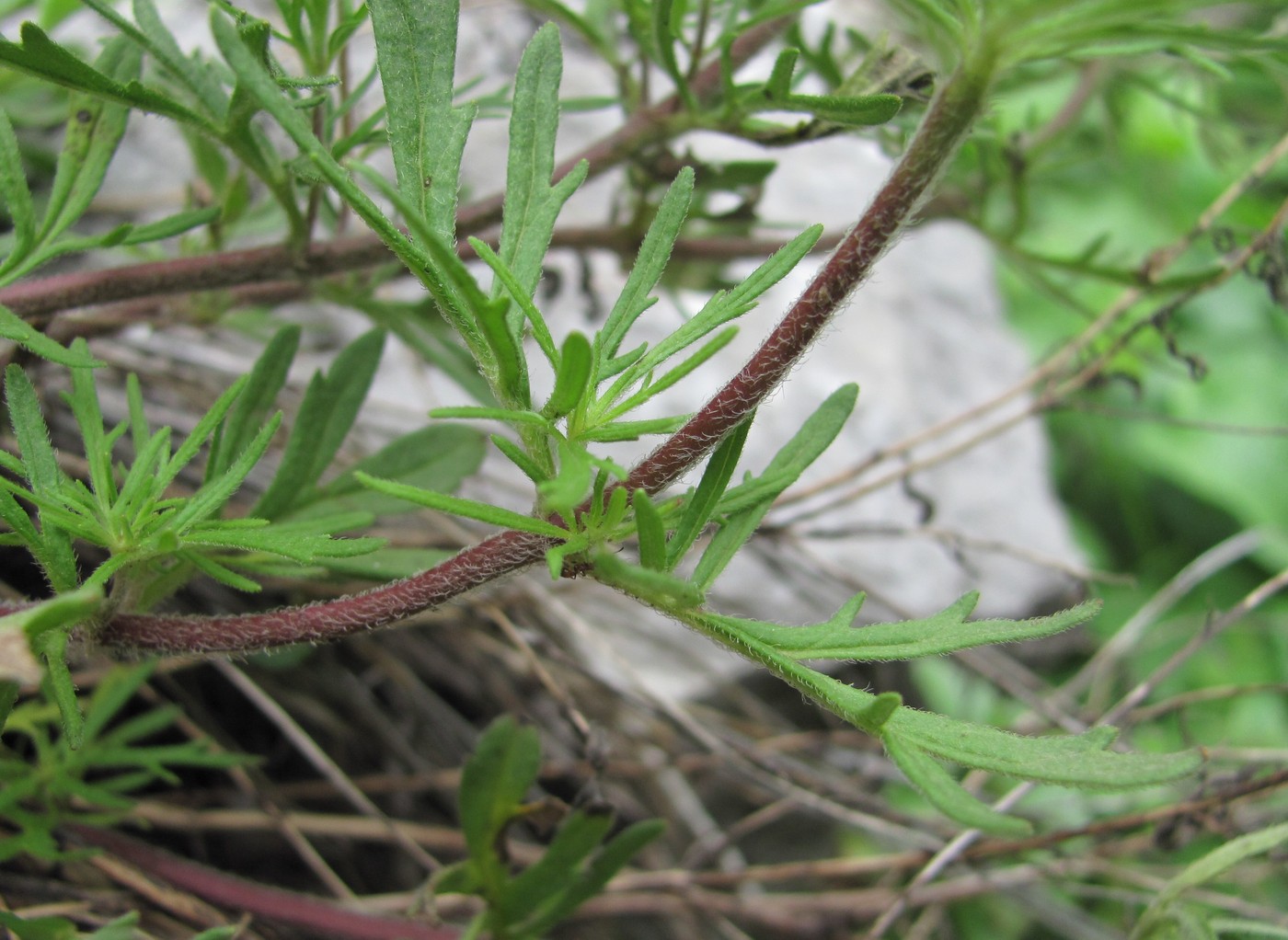 Image of Veronica caucasica specimen.