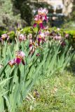 Iris × hybrida. Цветущие растения. Абхазия, г. Сухум, Сухумский ботанический сад, в культуре. 14.05.2021.