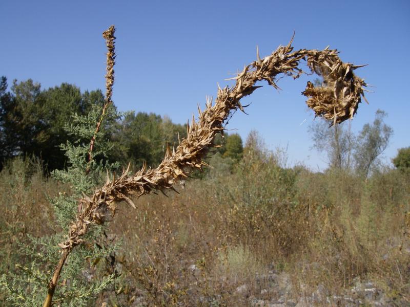 Image of Myricaria bracteata specimen.