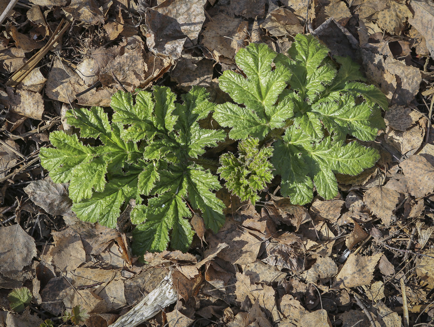 Image of Heracleum sosnowskyi specimen.