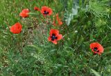 genus Papaver. Цветки. Дагестан, Кумторкалинский р-н, долина р. Шураозень, луг. 30.04.2022.