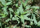 Aconogonon alpinum