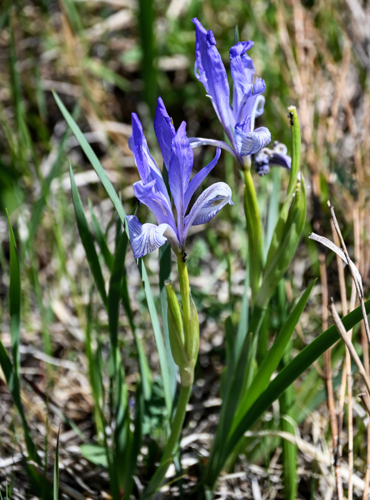 Изображение особи Iris biglumis.