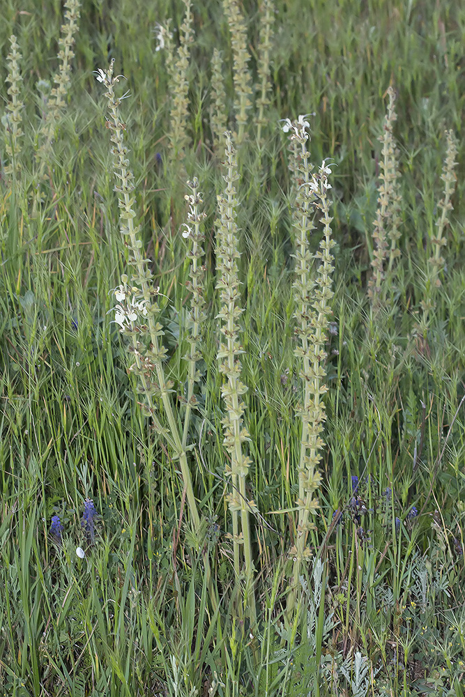 Image of Salvia austriaca specimen.