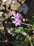 Erodium cicutarium. Цветки и листья. Республика Ингушетия, Джейрахский р-н, окр. ур. Дакхала, высота ок. 2150 м н.у.м., мелкощебнистый участок. 19.06.2022.