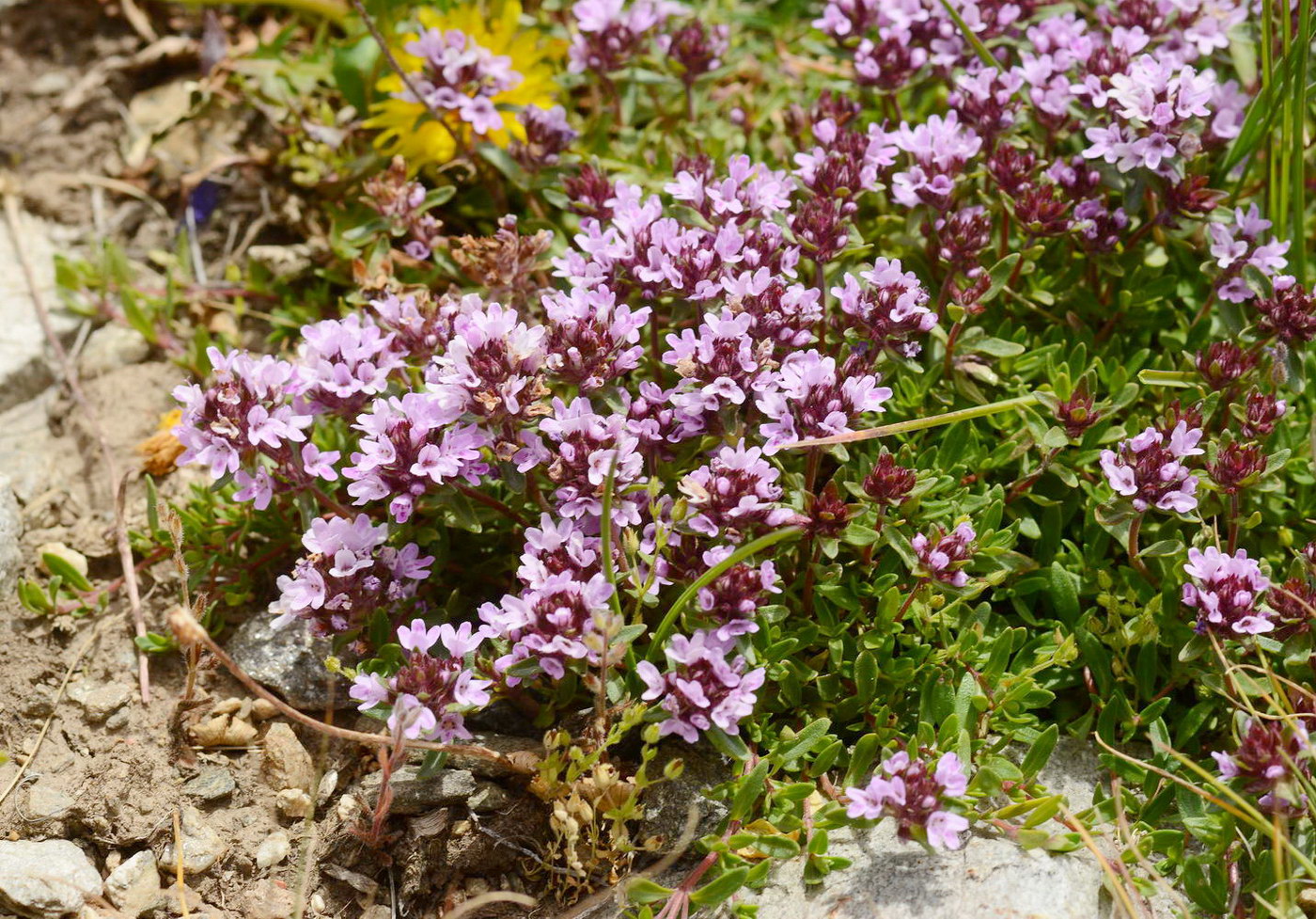 Изображение особи Thymus seravschanicus.
