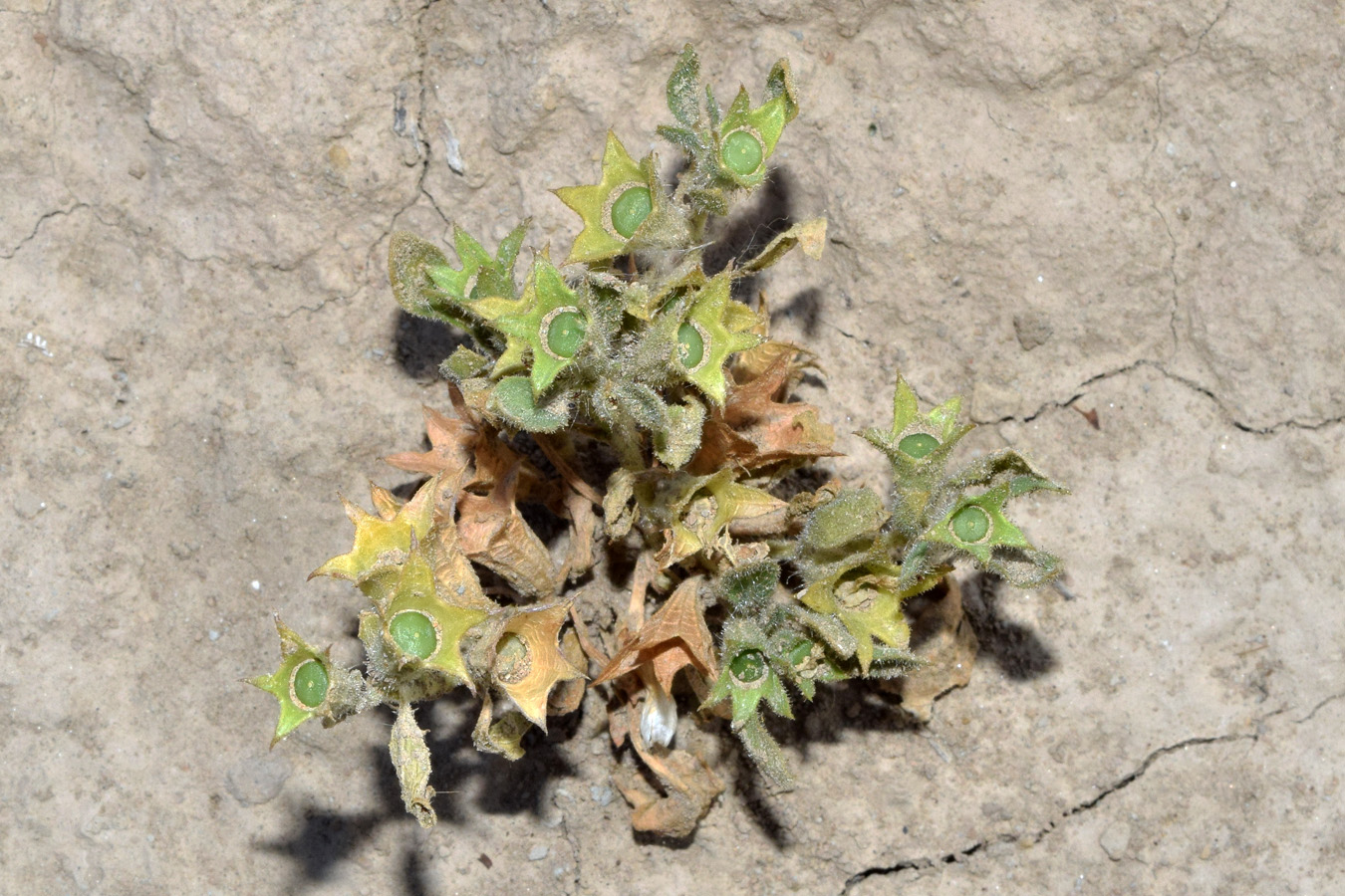 Image of Hyoscyamus pusillus specimen.