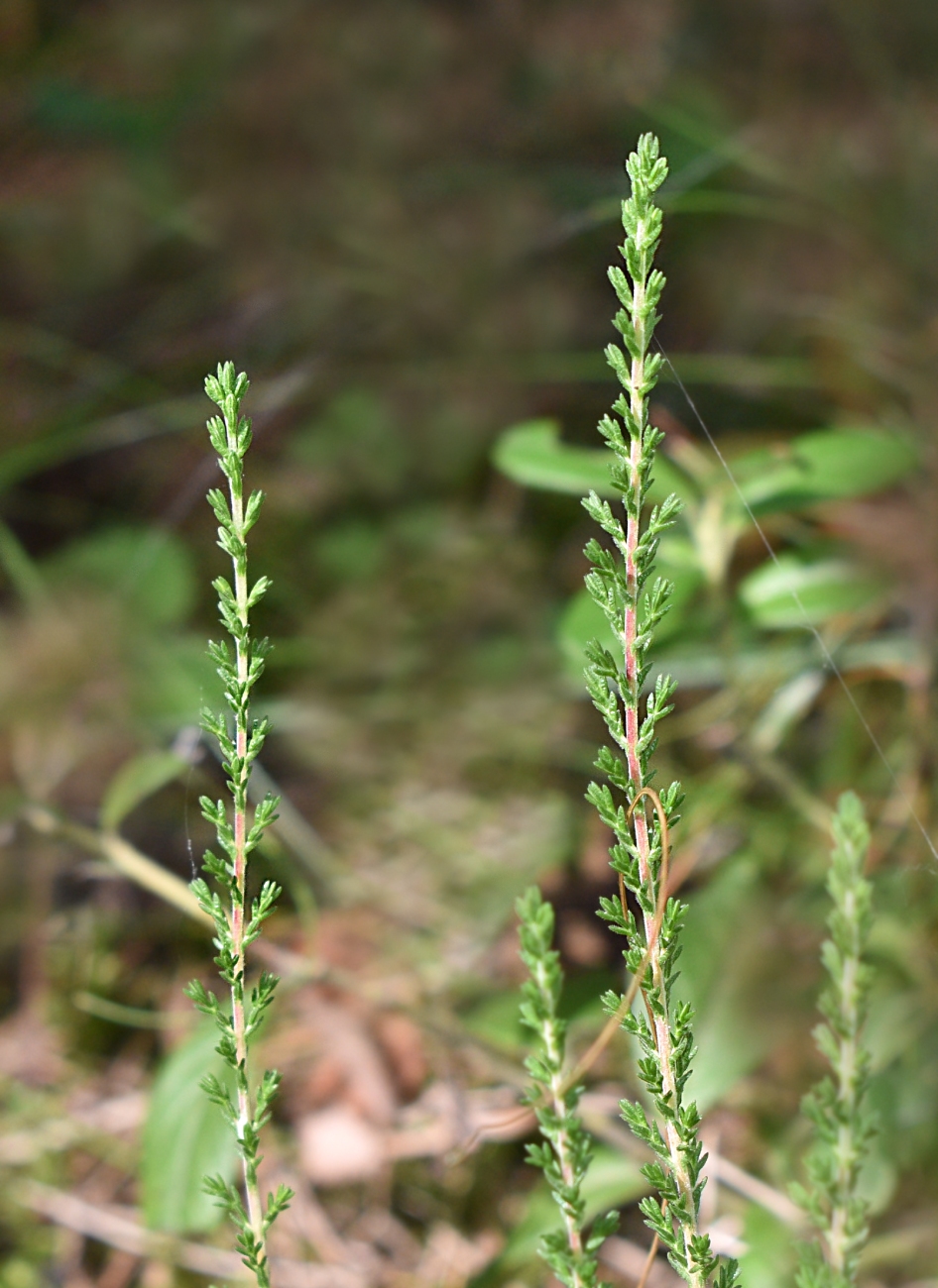 Image of Calluna vulgaris specimen.