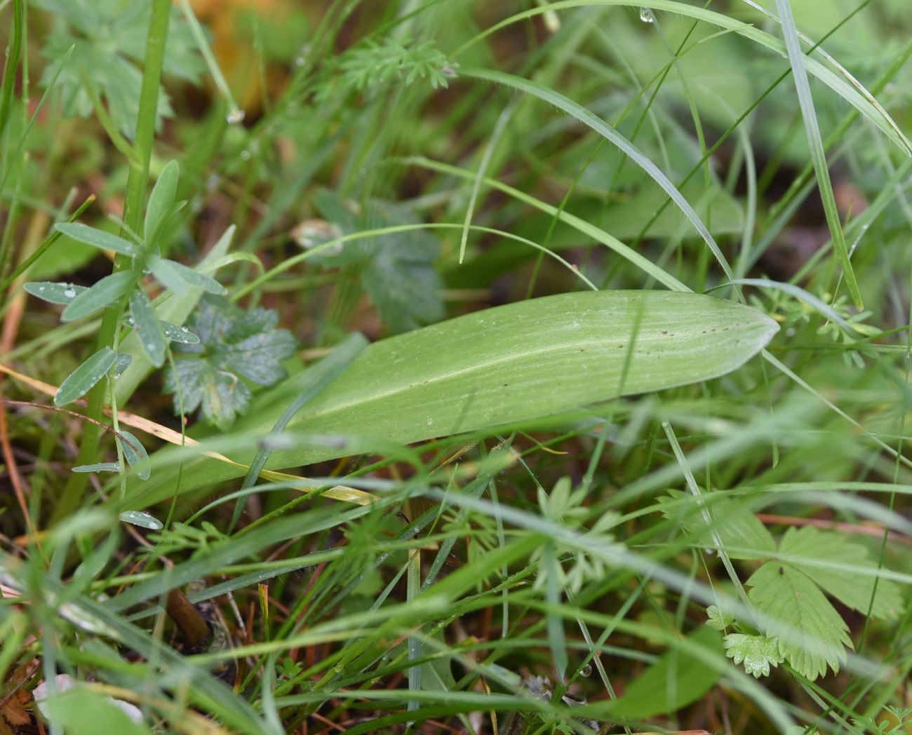 Image of Platanthera chlorantha specimen.