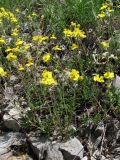 Helianthemum orientale