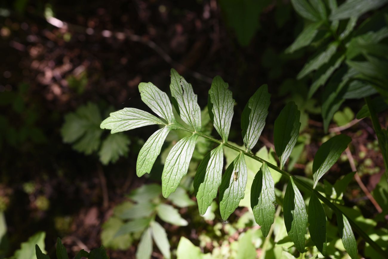 Изображение особи Valeriana officinalis.