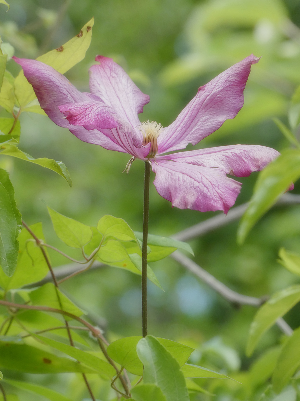 Изображение особи Clematis × jackmanii.
