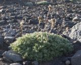 Artemisia glomerata. Плодоносящее растение. Камчатский край, Елизовский р-н, природный парк \"Вулканы Камчатки\", перевал Красная Сопка, щебнистая тундра. 26.08.2022.