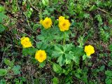 Trollius sibiricus. Цветущее растение. Иркутская обл., Слюдянский р-н, окр. пос. Култук, пологий склон, среди кустарников. 24.05.2022.