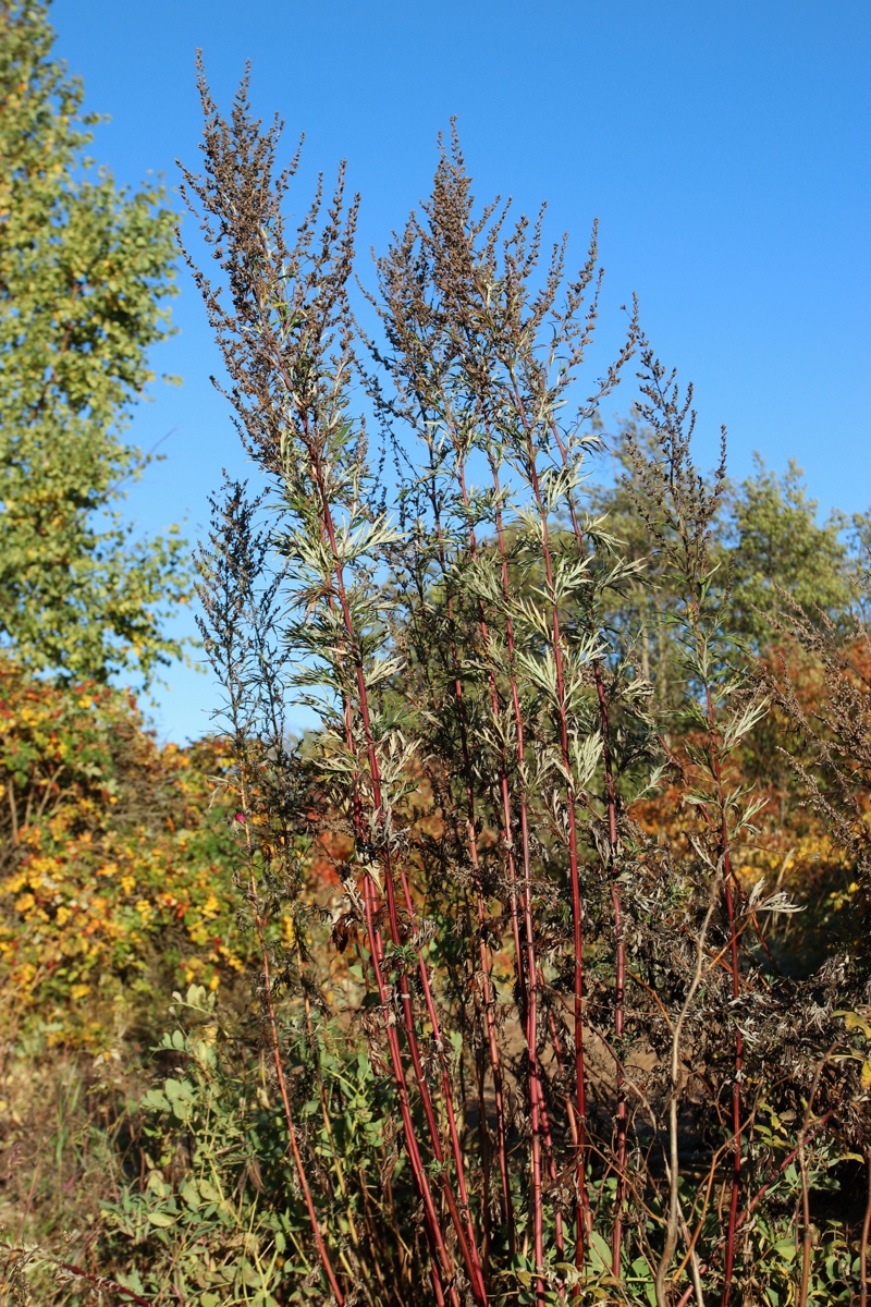 Image of Artemisia vulgaris specimen.