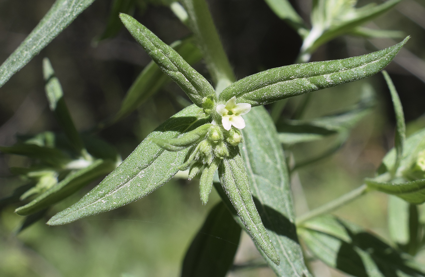 Image of Lithospermum officinale specimen.