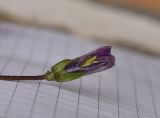 Campanula bellidifolia