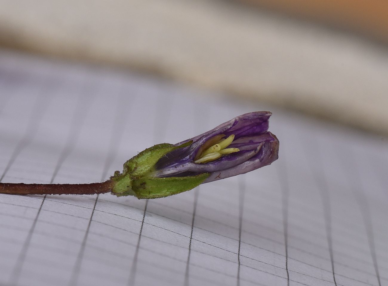 Image of Campanula bellidifolia specimen.
