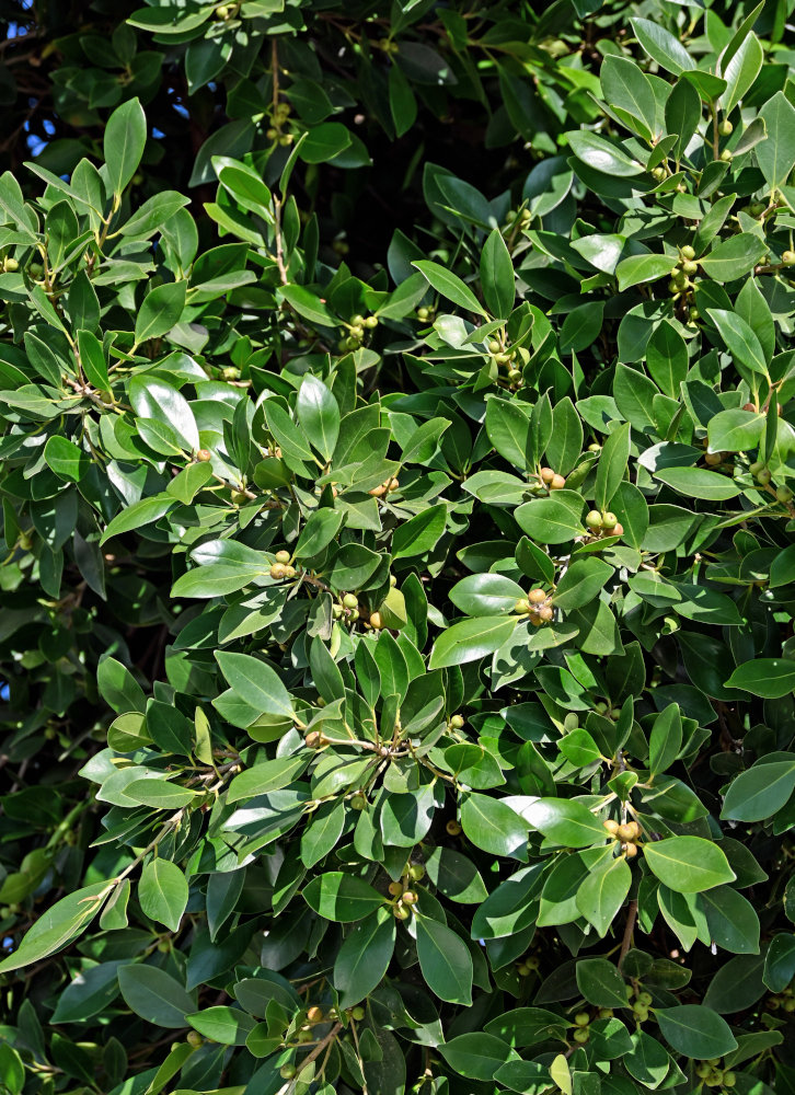 Image of Ficus microcarpa specimen.