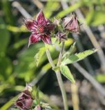 Comarum palustre