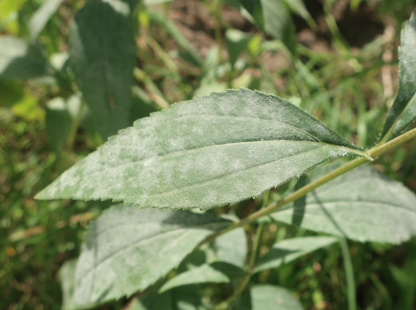 Image of genus Helianthus specimen.