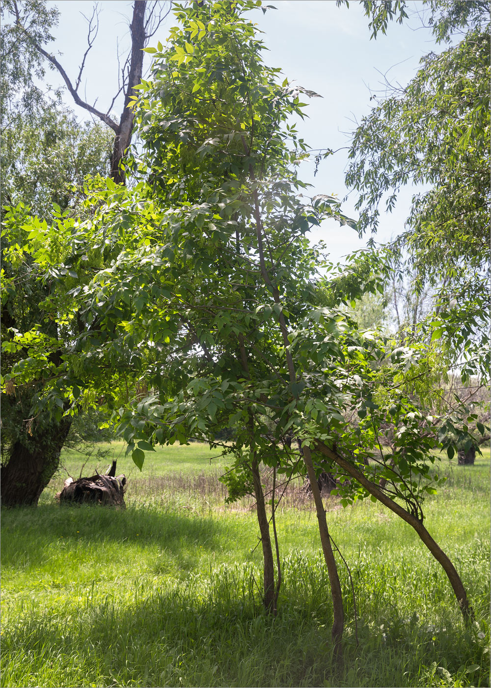 Изображение особи Fraxinus pennsylvanica.