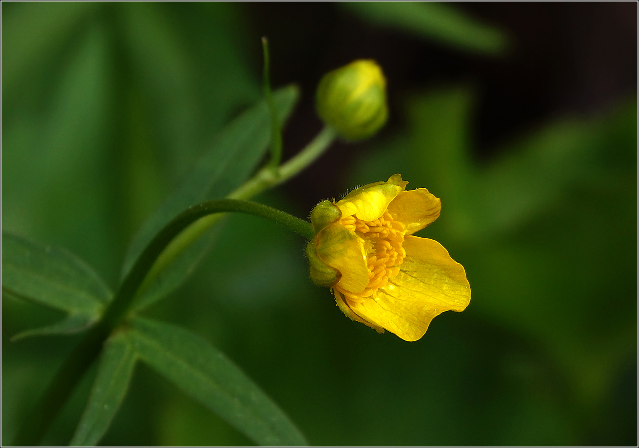 Изображение особи Ranunculus cassubicus.