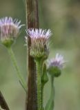 род Erigeron