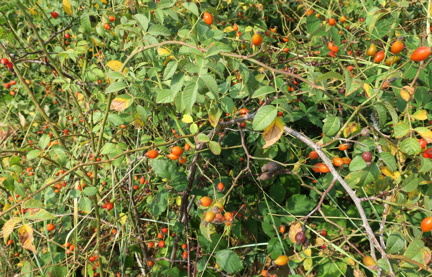 Image of genus Rosa specimen.