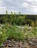 Artemisia dracunculus