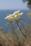 Daucus guttatus. Верхушка побега с соцветием. Крым, Севастополь, окр. мыса Фиолент, известняковый склон. 15.07.2023.