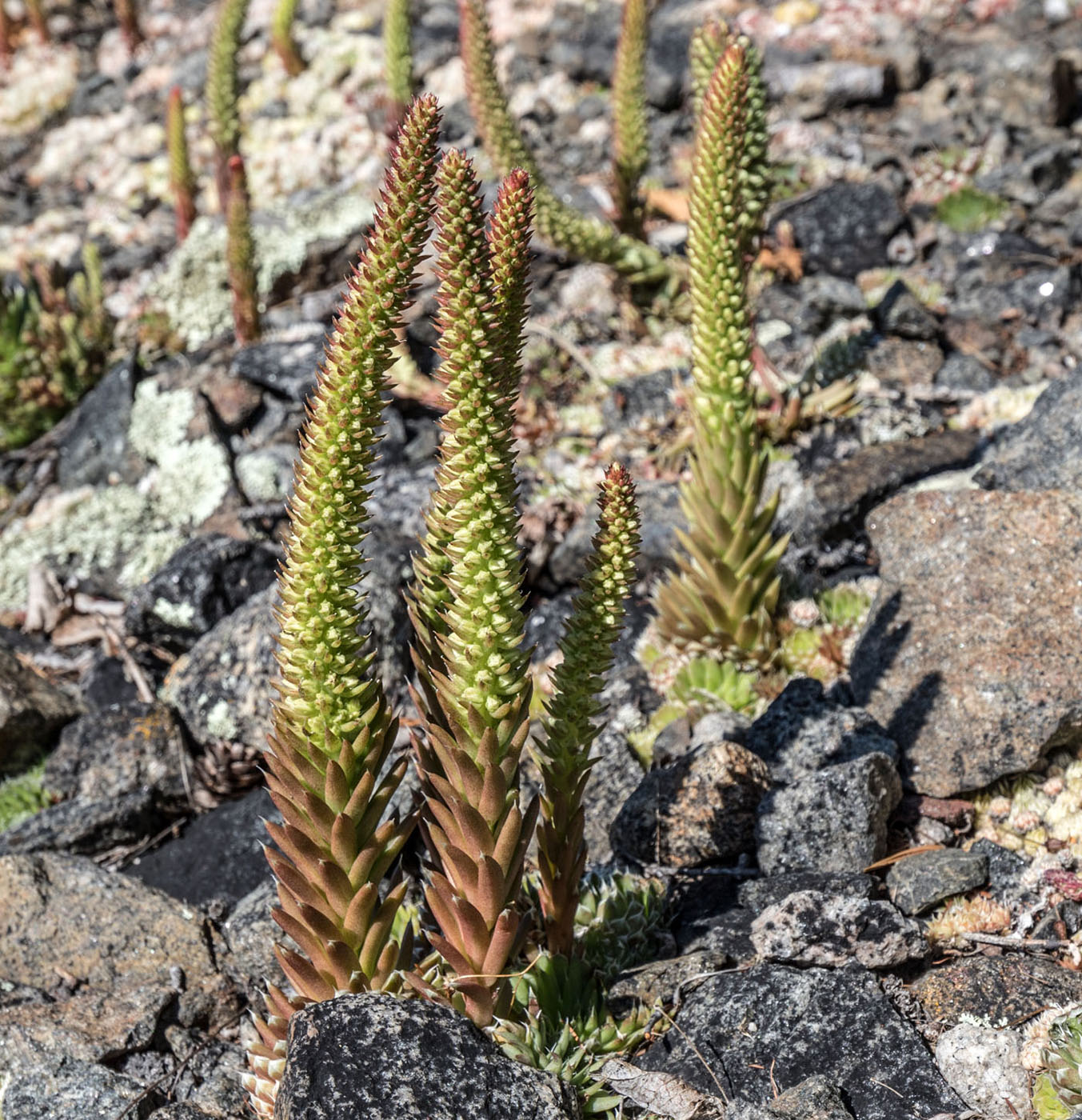 Изображение особи Orostachys spinosa.