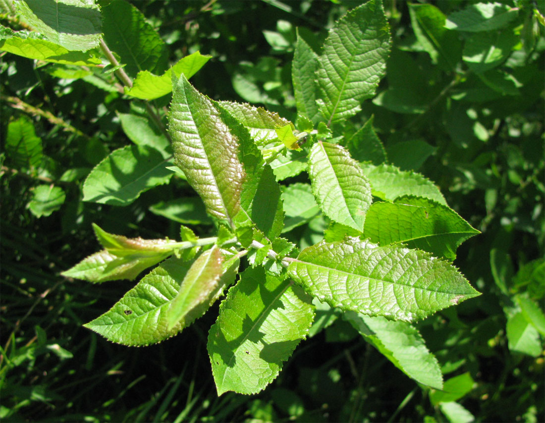 Image of Salix myrsinifolia specimen.