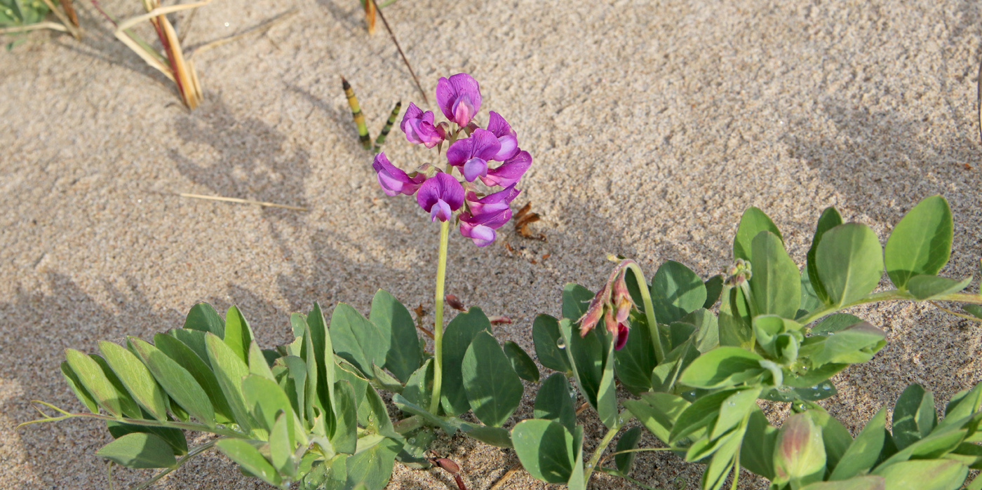 Image of Lathyrus japonicus ssp. pubescens specimen.