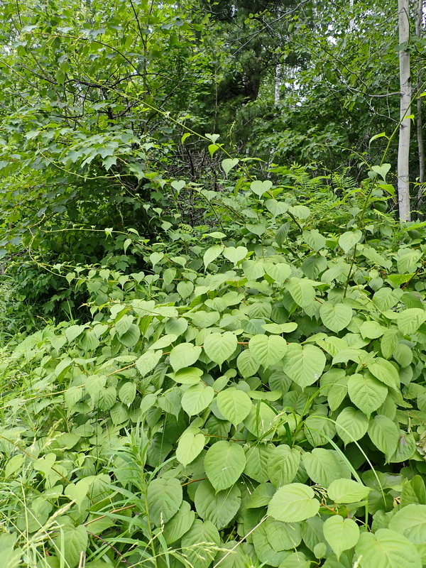 Image of Actinidia kolomikta specimen.