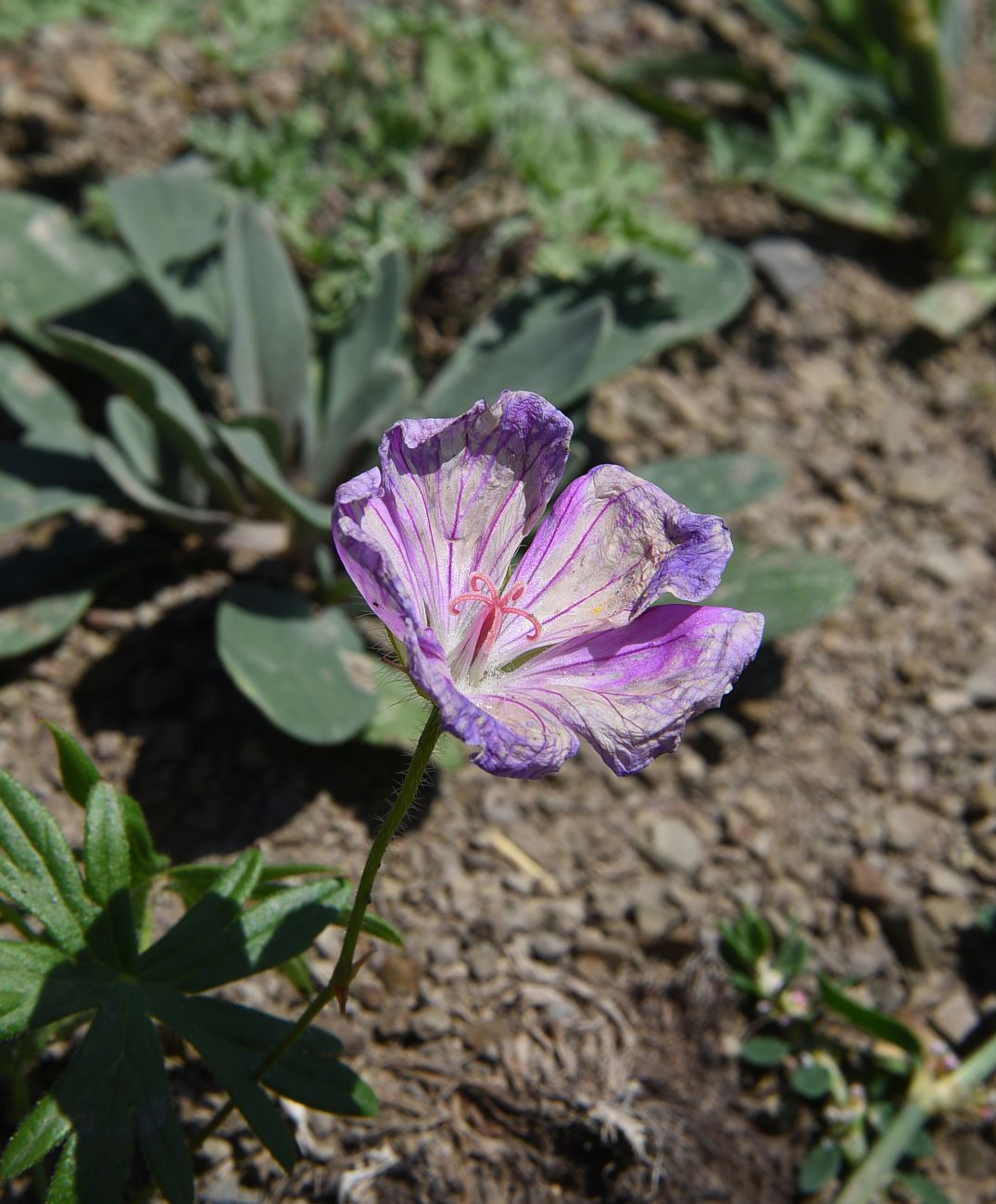 Изображение особи род Geranium.