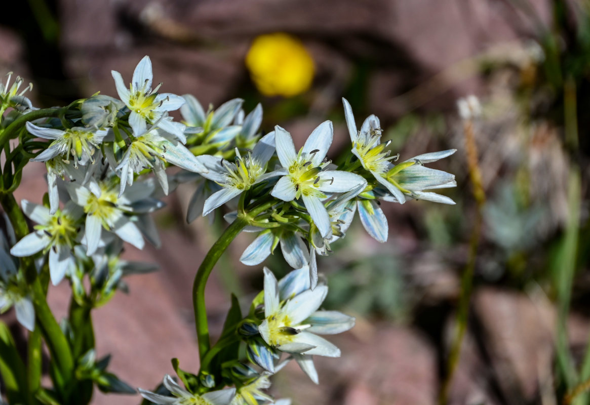 Изображение особи Swertia marginata.