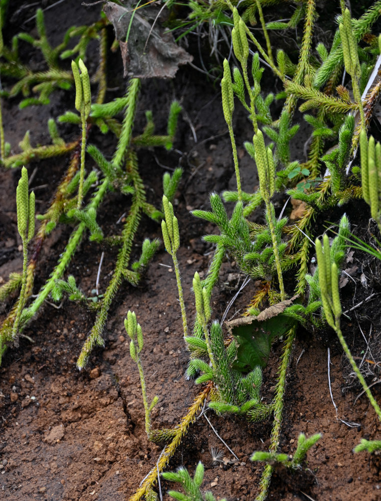 Изображение особи Lycopodium clavatum.