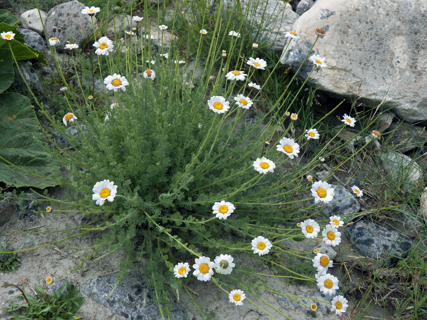 Image of Spathipappus griffithii specimen.