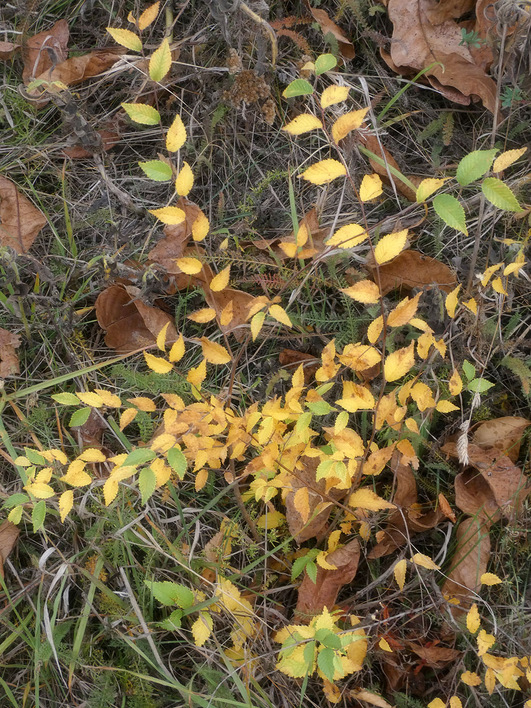 Изображение особи Ulmus pumila.