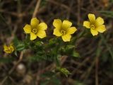 Linum corymbulosum